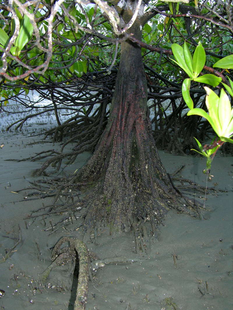 Pelliciera rhizophorae trunk